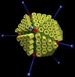 adenovirus adénovirus