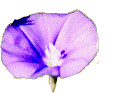 Fleur de liseron