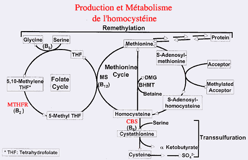 Métabolisme de l'homocystéine