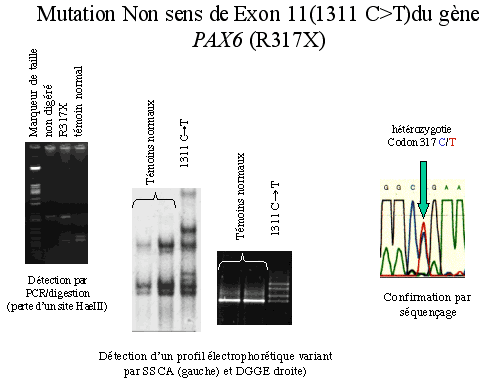 Mutation pax6