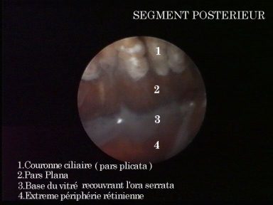 Anatomie du segment postérieur