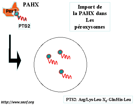 Motif d'adressage PTS2 des péroxysomes
