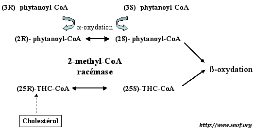 Action de l'alpha-méthylacyl-CoA racémase