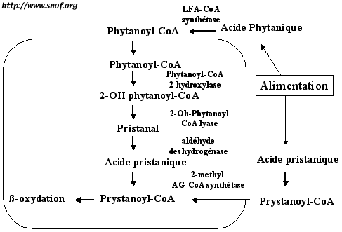 Métabolisme de l'acide phytanique