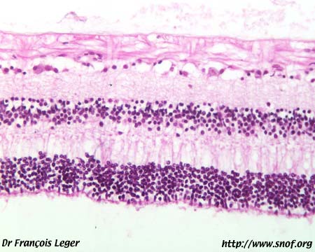 Histologie de rétine adulte