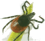 Tique Ixodes ricinus (Lyme)