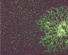 reseau retinien souris