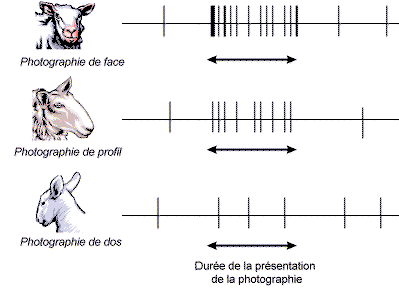 Reconnaissance chez le mouton