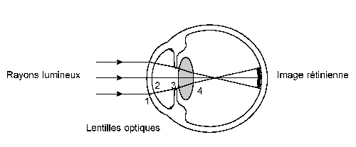 Progression de la lumière dans l'oeil