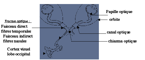 Voies visuelles des bovins