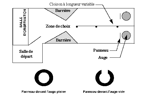 Test d'acuité visuelle des bovins