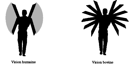 Acuité visuelle dynamique des bovins