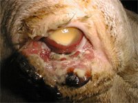 tumeur paupière vache