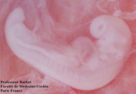 Embryon humain de 26 jours