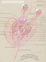 Vascularisationdes voies visuelles