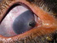 hernie iris perforation oeil