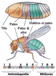 drosophila melanogaster