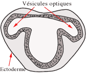 Description : http://www.snof.org/maladies/imagembryo/resumembryo2.gif