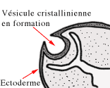 Description : vésicule cristallinienne en formation